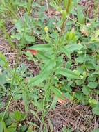 Image of Small sundrops