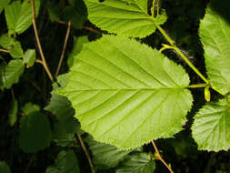 Image of Cobnut