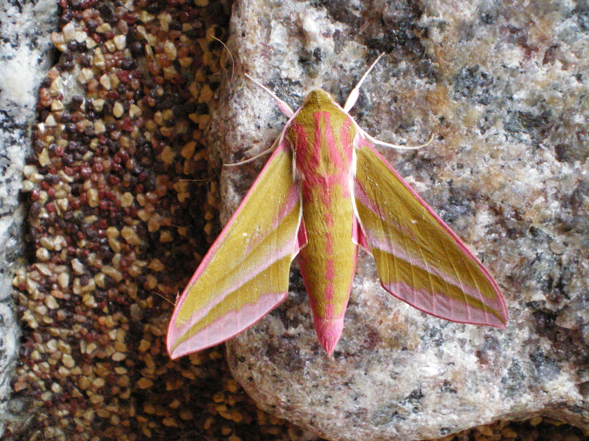 Image of elephant hawk-moth