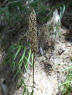 Image of Phyteuma scorzonerifolium Vill.