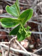 Image of Psychotria puffii Razafim. & B. Bremer