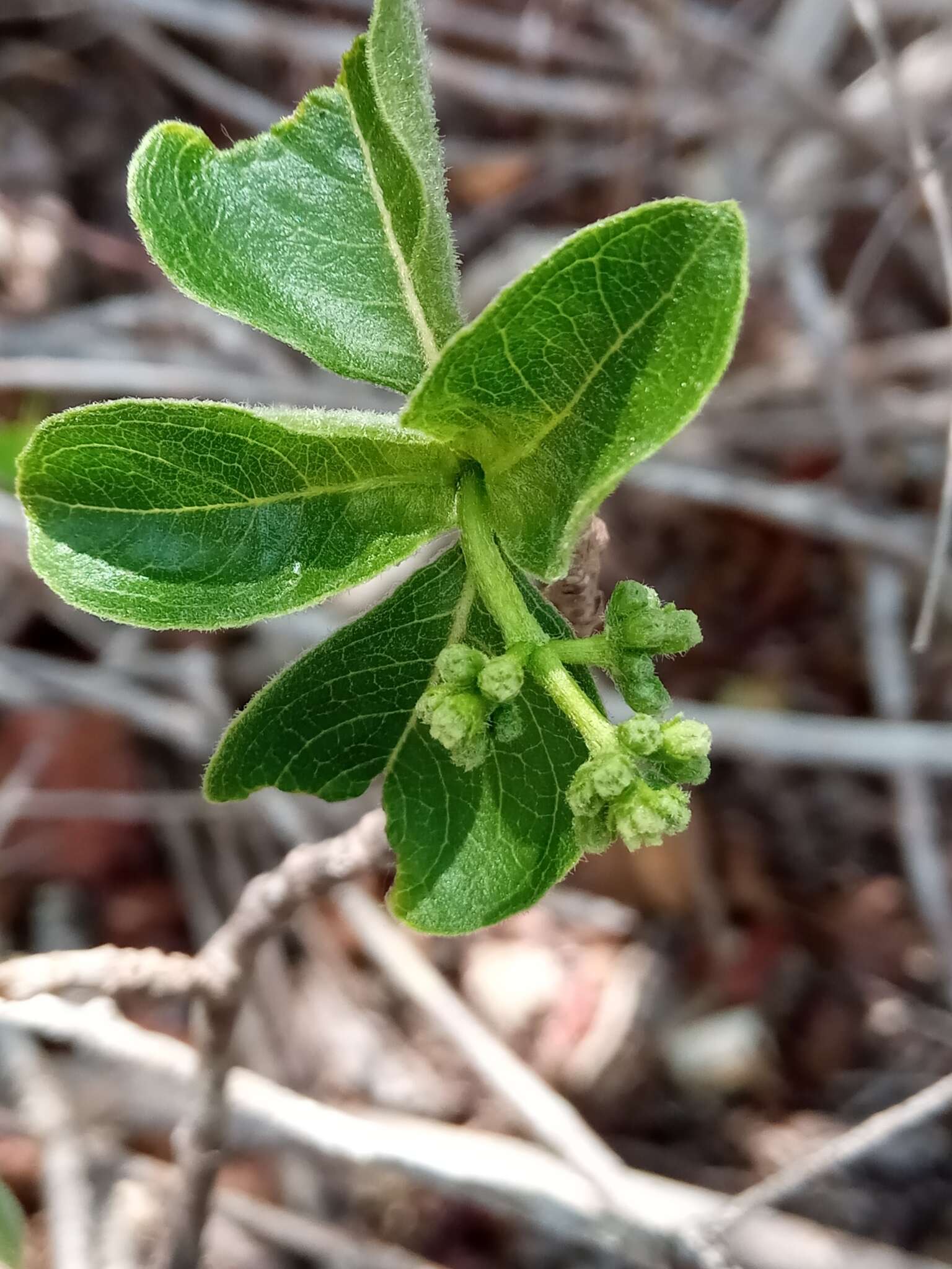 Imagem de Psychotria puffii Razafim. & B. Bremer