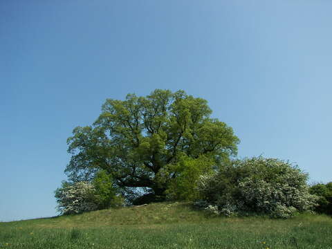 Image of Large-leaved Lime