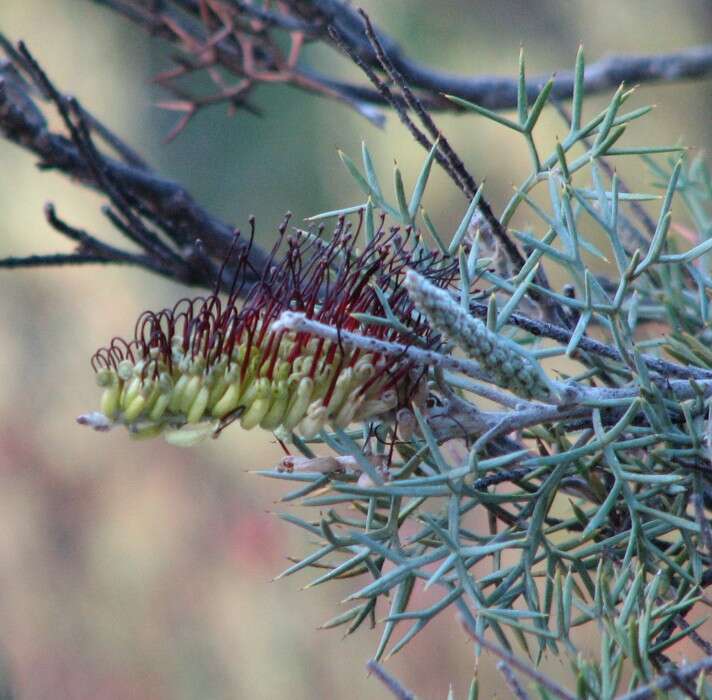 Image of Silky-oak