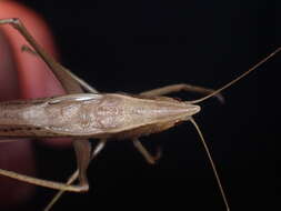 Image of Nebraska Conehead