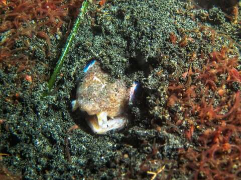 Image of Death-banded snake-eel