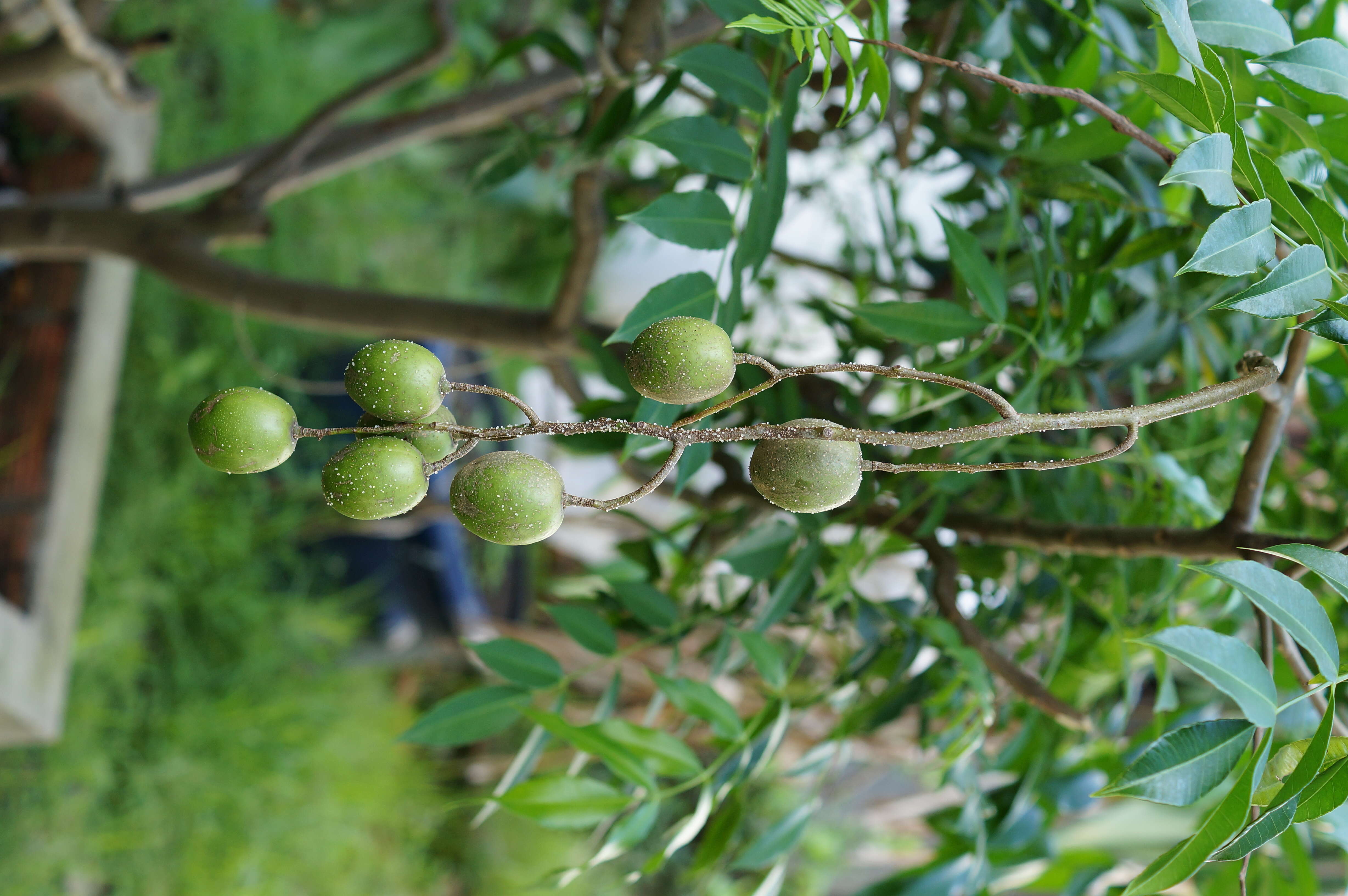 Image of Jewish plum