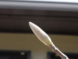 Image of Japanese Big Leaf Magnolia