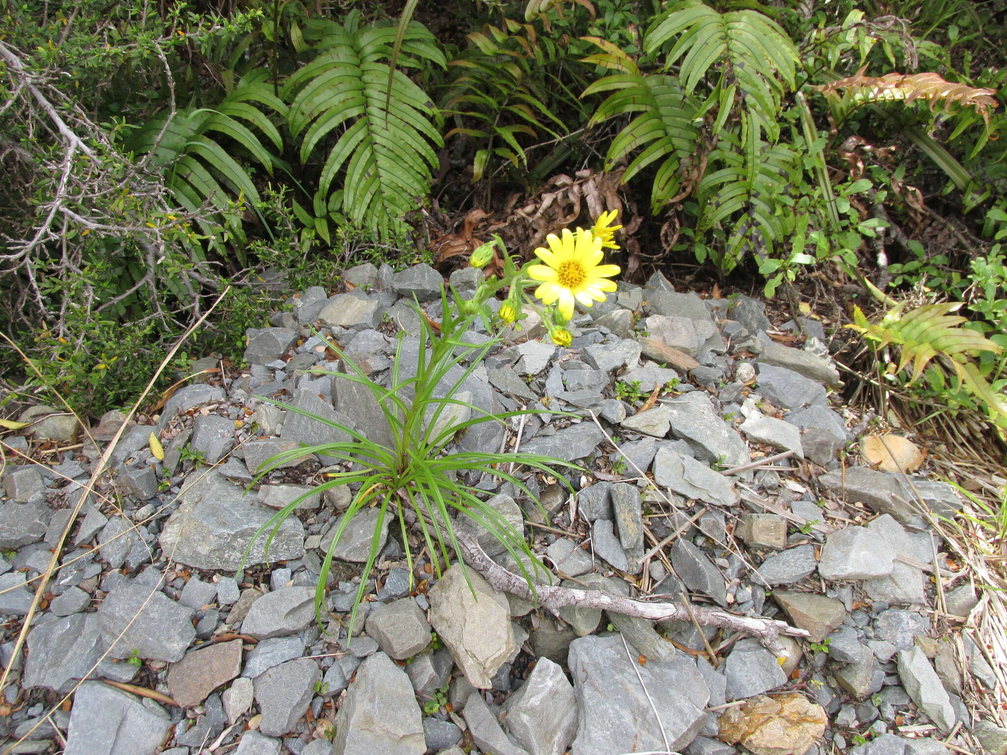 Image of Dolichoglottis lyallii (Hook. fil.) B. Nord.