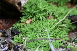 Calymperastrum latifolium Stone 1986的圖片