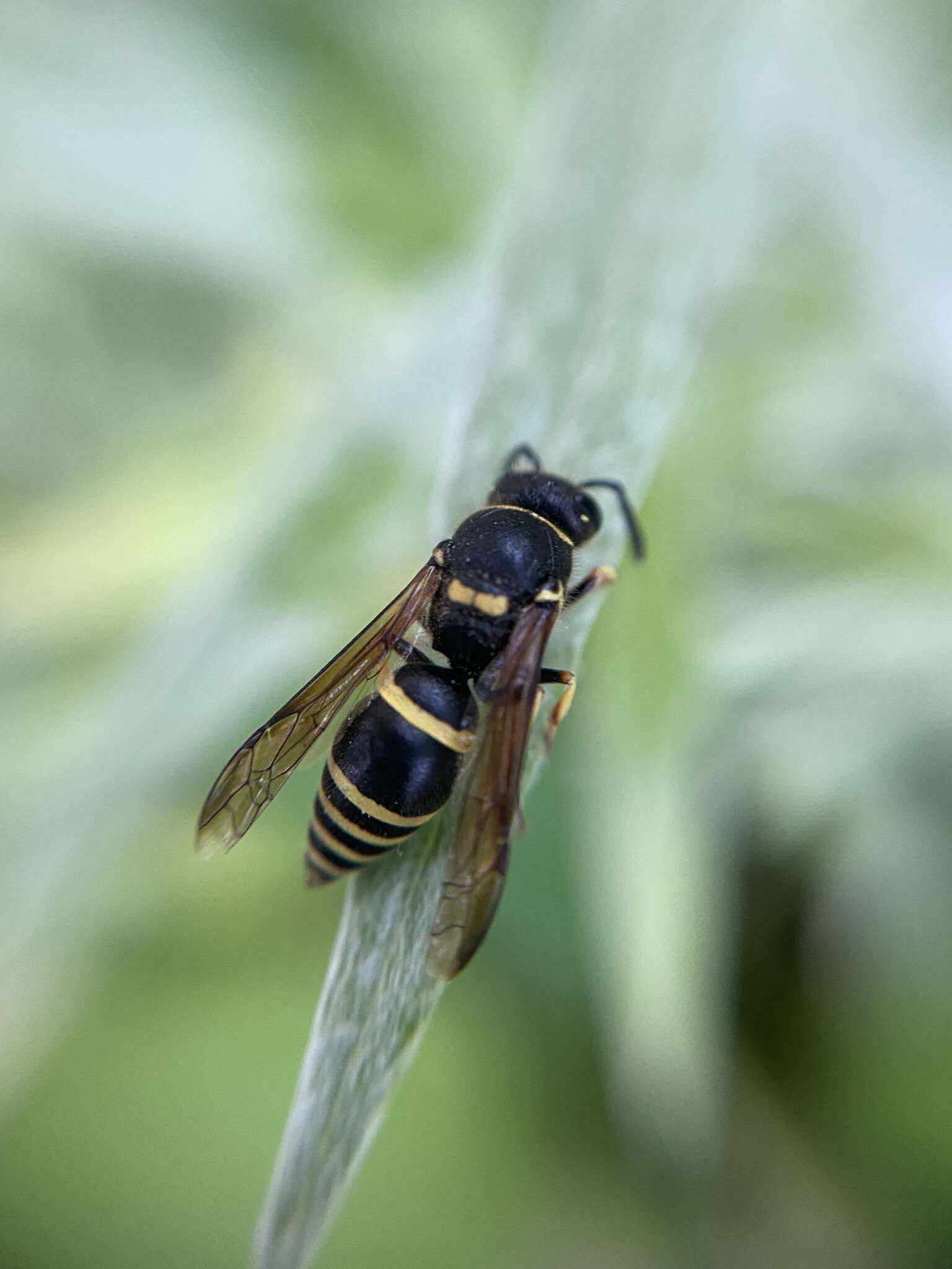 Image of Ancistrocerus waldenii (Viereck 1906)