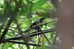 Image of Large Wren-Babbler