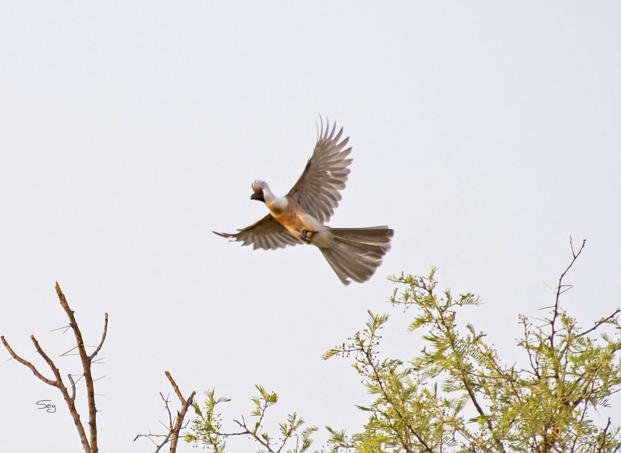 Image of Bare-faced Go-away Bird