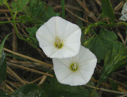 Image of Field Bindweed