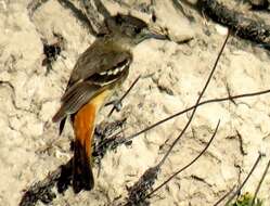 Image of White-winged Black Tyrant