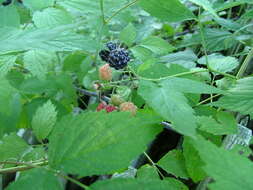 Image of black raspberry