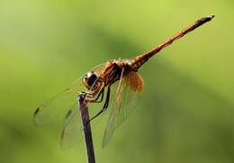 Image of Russet Dropwing