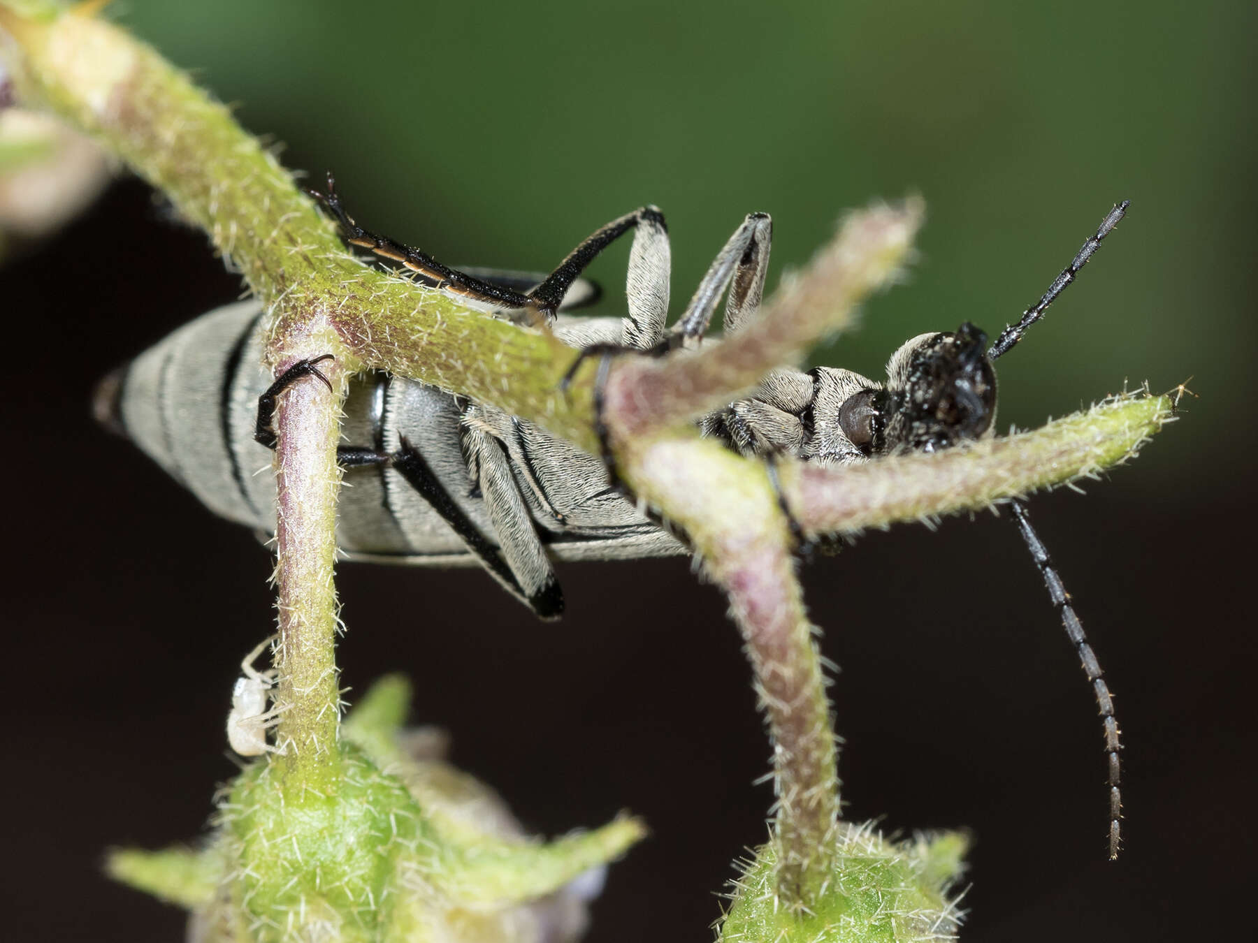 Image of Margined Blister Beetle