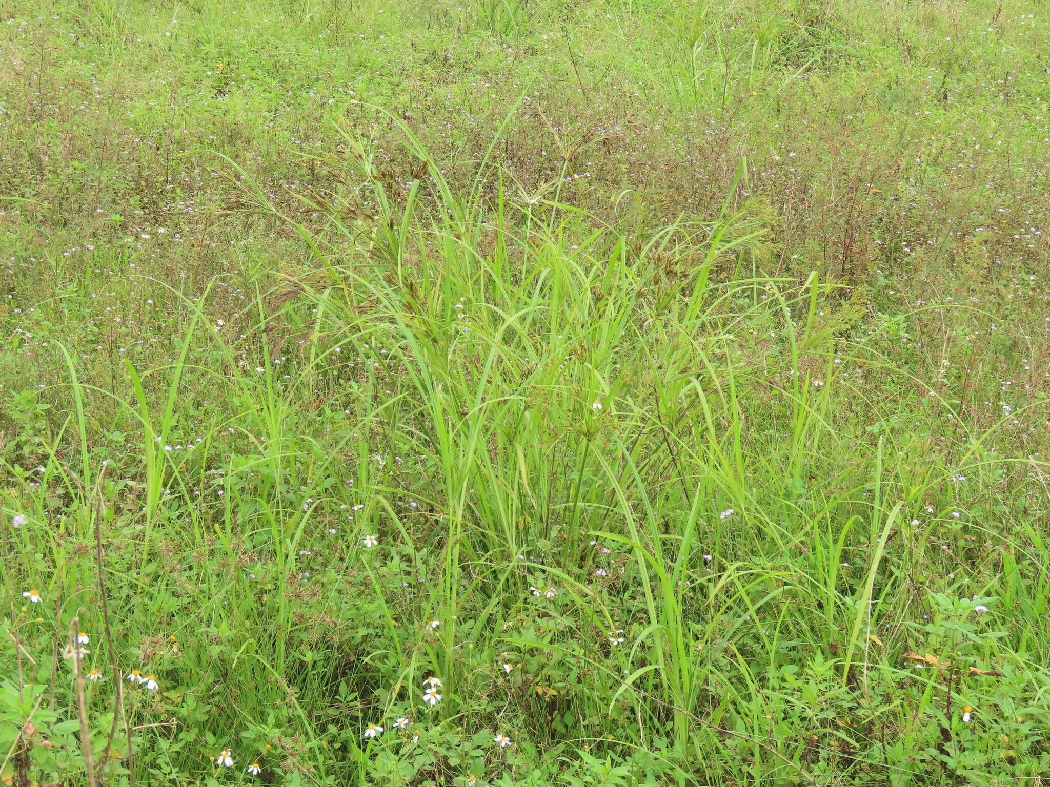 Cyperus nutans var. subprolixus (Kük.) Karth.的圖片