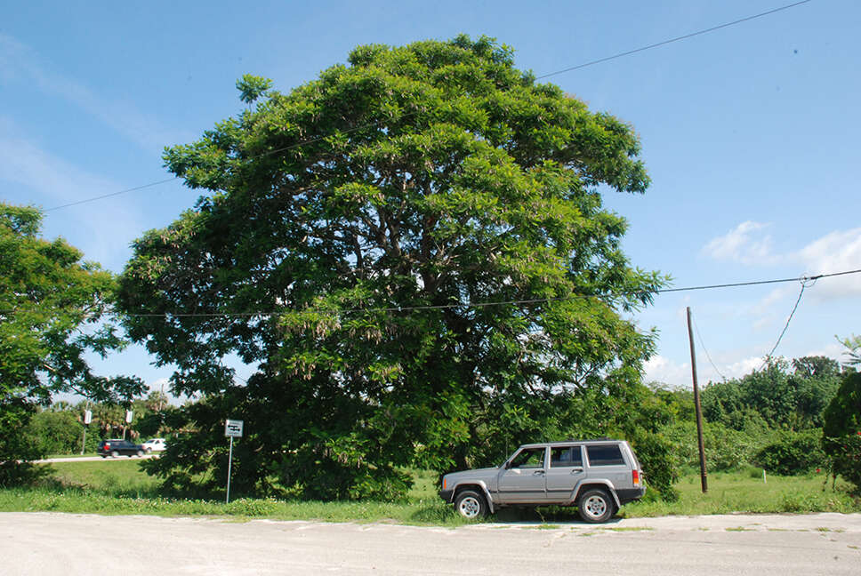 Image of Caña-Fístula