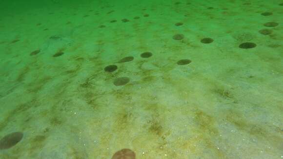 Image of 12-tentacle burrowing anemone