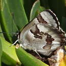Image of Orange-banded Protea Butterfly