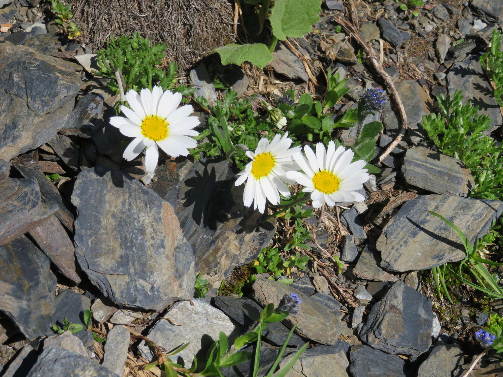 Image of Leucanthemopsis