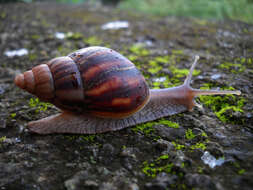 Image of Achatina fulica