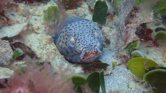 Слика од Ophichthus ophis (Linnaeus 1758)