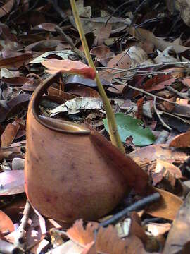 Image of Fanged pitcher plant