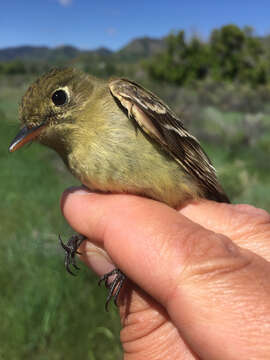 Empidonax occidentalis Nelson 1897的圖片