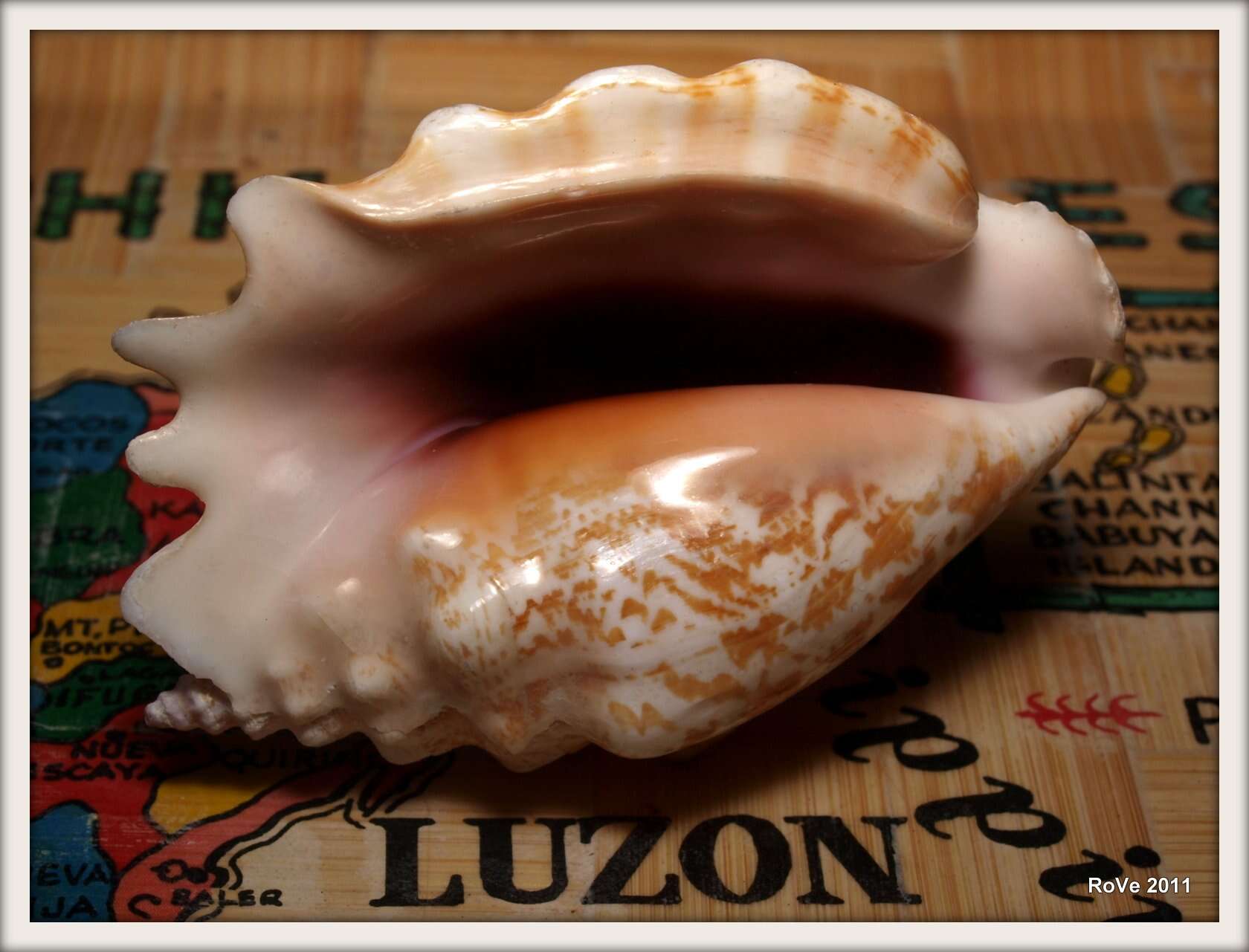 Image of Laciniate conch