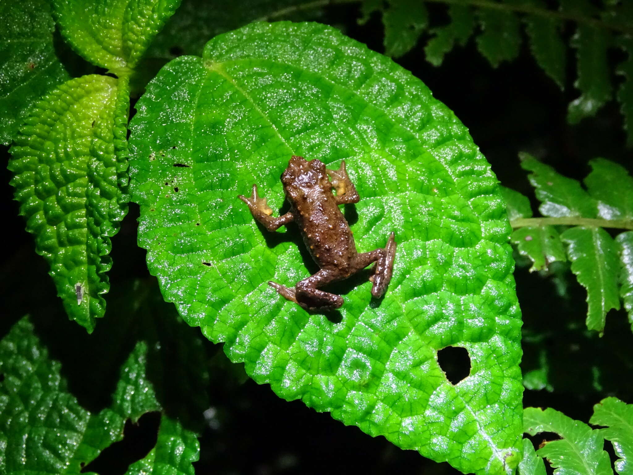 Image of Guacamayo Plump Toad