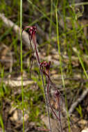 Image de Caladenia filifera Lindl.