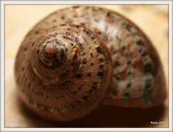 Image of cat's-eye shell