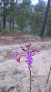 Image of Epidendrum macdougallii (Hágsater) Hágsater