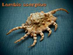 Image of Scorpion Spider Conch