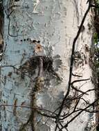 Image of Alaska Paper Birch