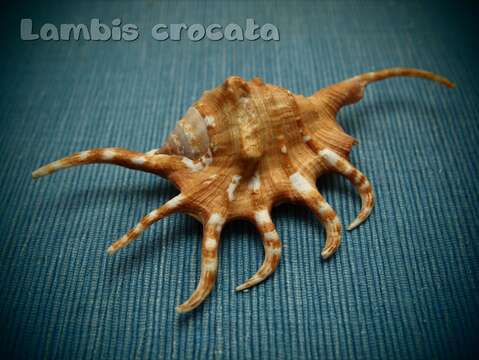 Image of orange spider conch