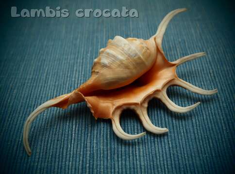 Image of orange spider conch