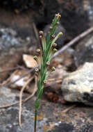 Image of Crucianella macrostachya Boiss.
