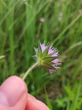 Слика од Knautia drymeia Heuffel