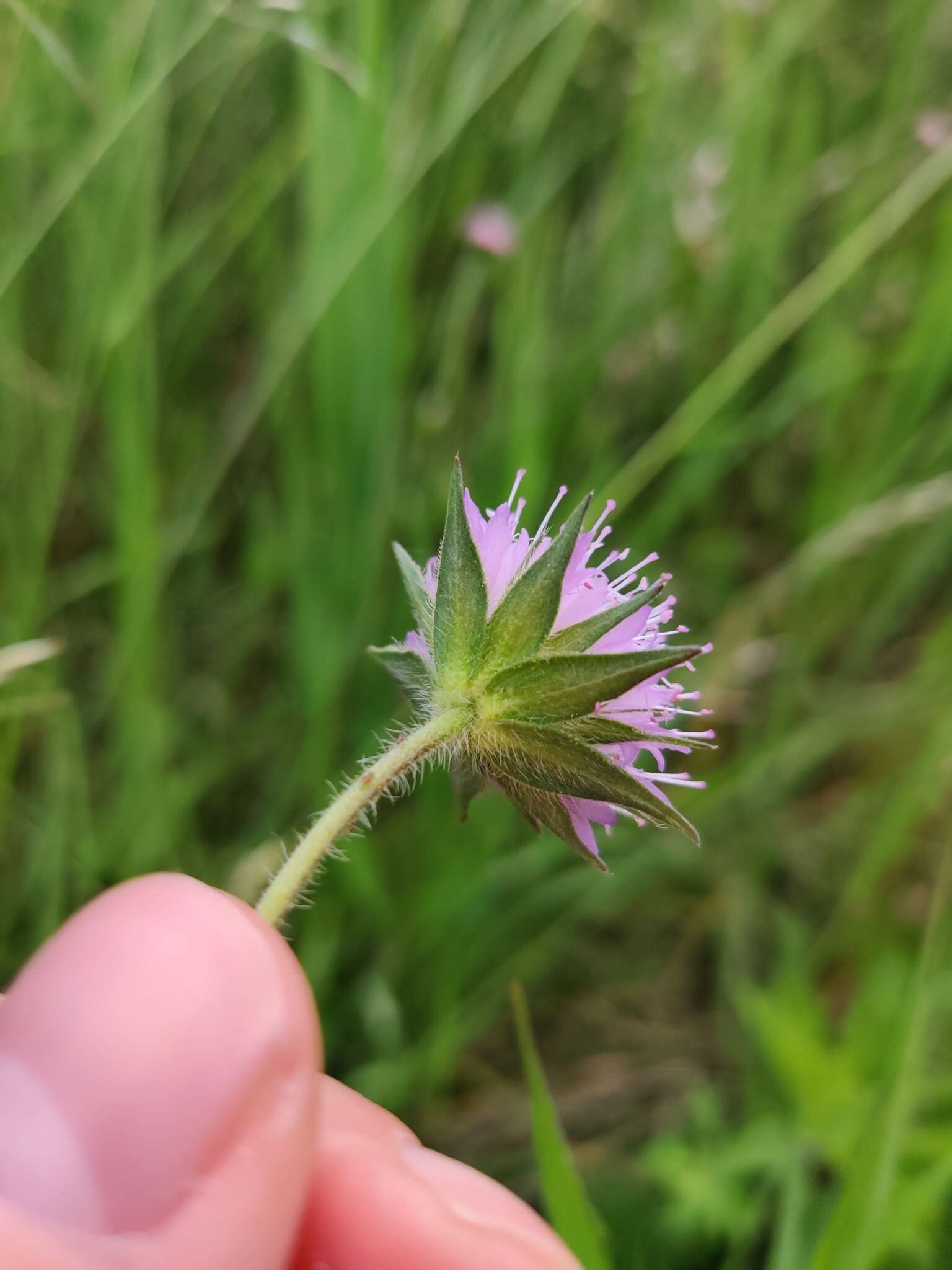 Plancia ëd Knautia drymeia Heuffel