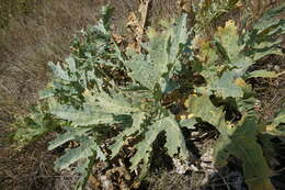 Image of Crambe tataria Sebeók