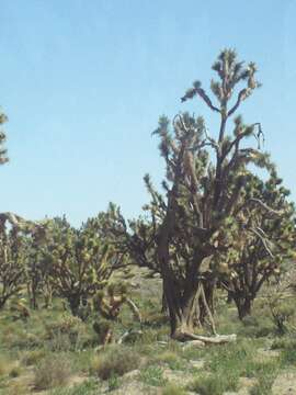 Слика од Yucca brevifolia Engelm.