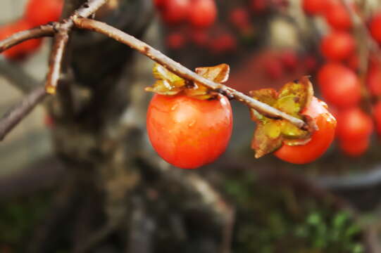 Image de Diospyros lotus L.