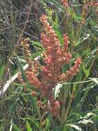 Rumex californicus Rech. fil. resmi