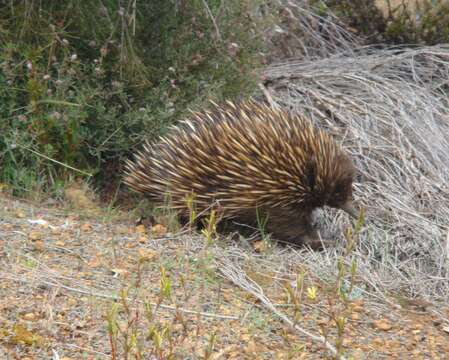 Image of Short-beaked Echidnas