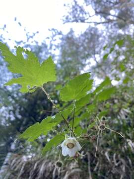 Image of Rubus taitoensis Hayata