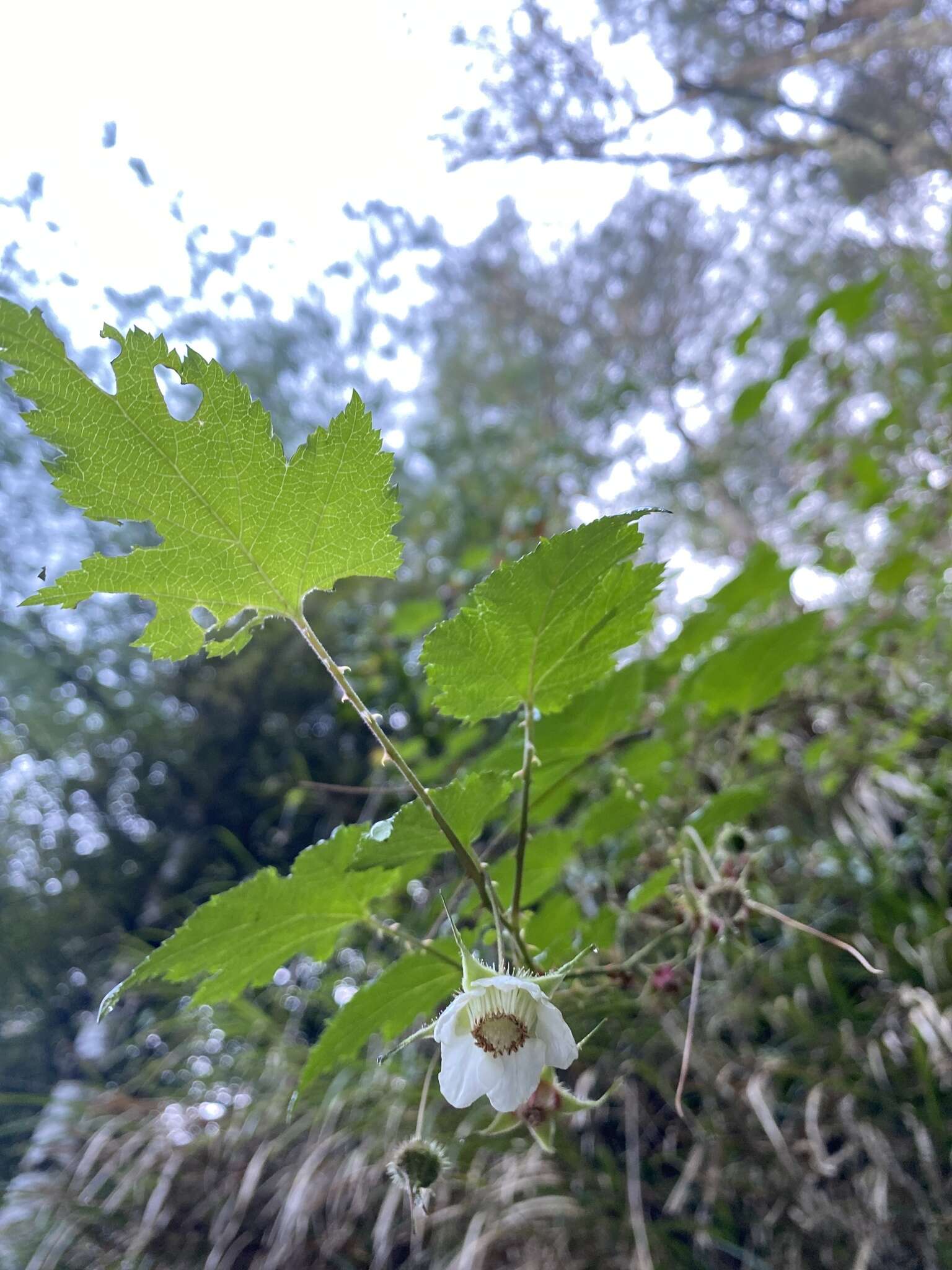 Sivun Rubus taitoensis Hayata kuva